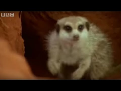 Adorable baby meerkats explore the African wild for the first time - BBC wildlife