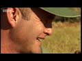 Adorable baby meerkats explore the African wild for the first time - BBC wildlife