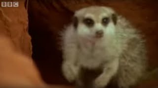 Adorable Baby Meerkats Explore The Wild | BBC Wildlife