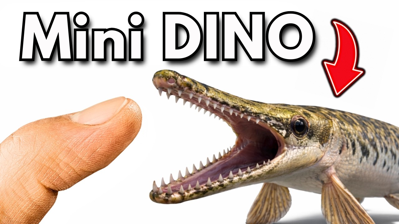Comprei um Peixe DINOSSAURO (sim, é real)