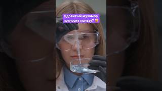 Опасный Гриб, Который Помогает Человечеству #Мухоморы #Здоровье #Медицина #Shorts