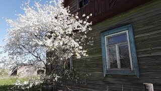 Заброшенная деревня в Латвии | Время весеннего цветения.