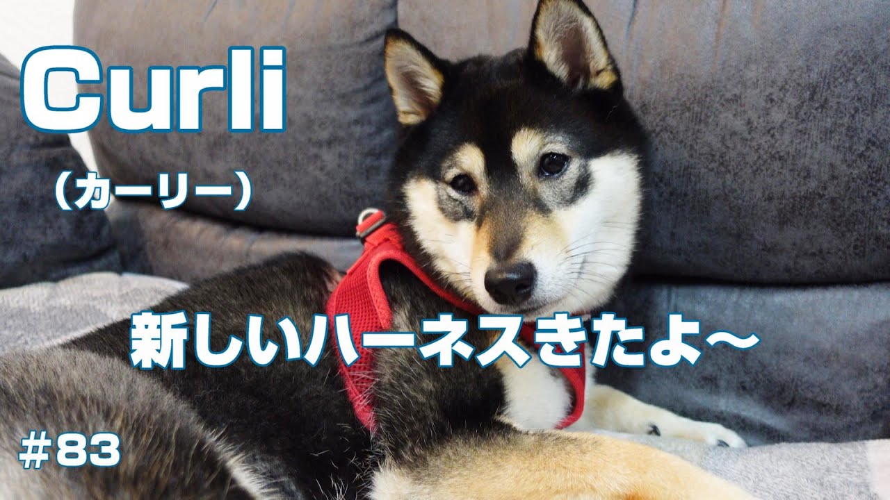 可愛いお気に入りのハーネス　Curli（カーリー）＃豆柴＃柴犬＃黒柴＃ハーネス