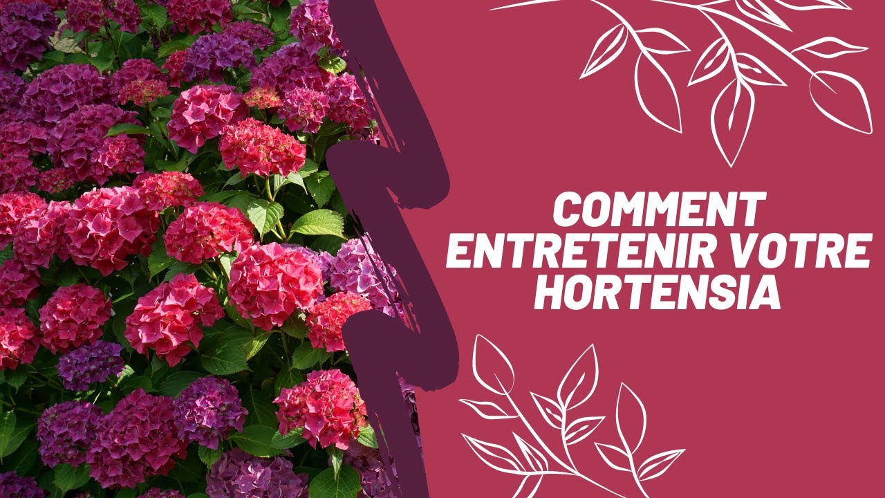 Comment entretenir son hortensia YouTube — free download
