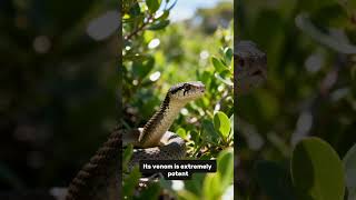 Top 5 Venomous Snakes in the World #ytshorts #fyp #snake #facts #top5