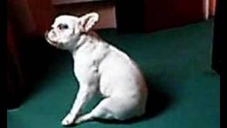 The Groovy Leïa Dog