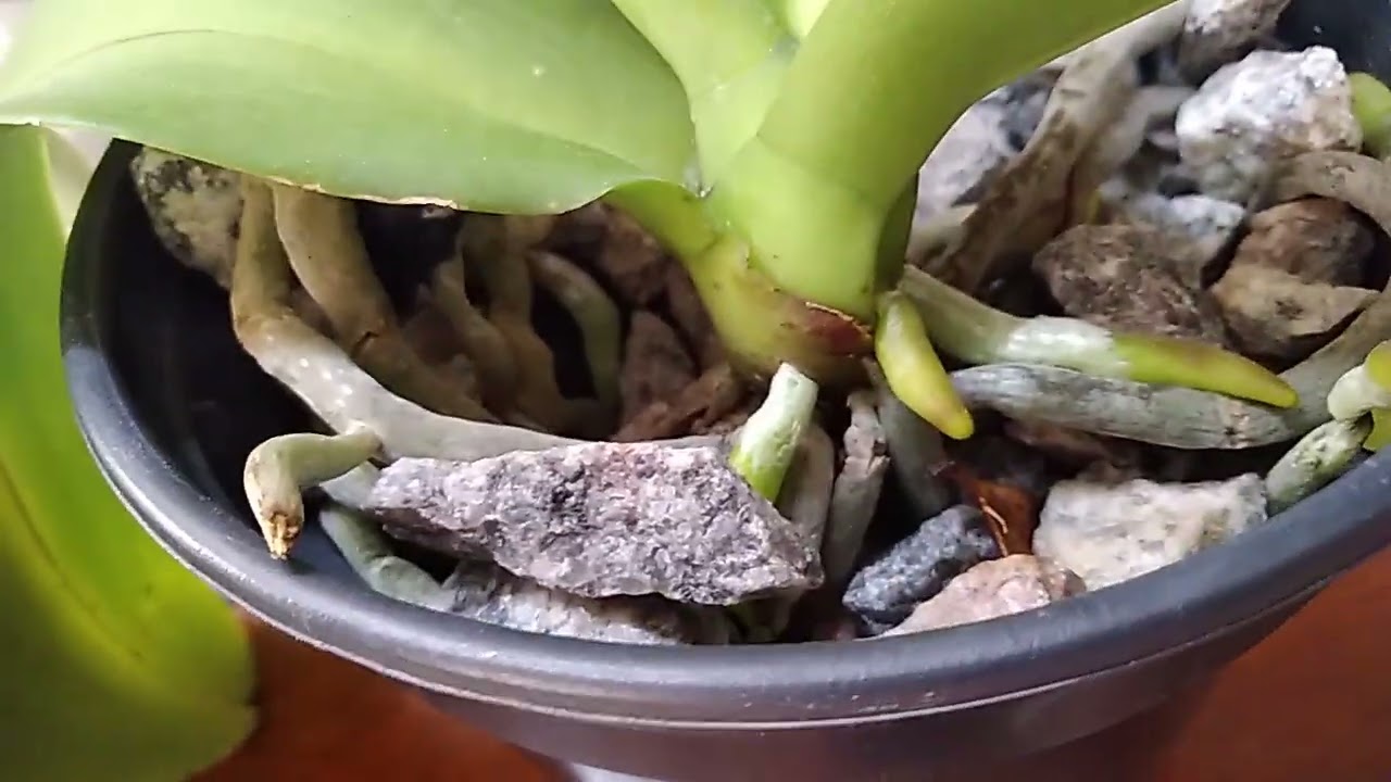 Como eu faço pra minhas orquídeas enraizar muito rápido 🙏🥰😘...