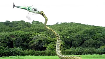 ¿Cuál es la serpiente más grande?