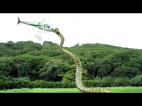Video: La serpiente más grande de la Tierra es la pitón reticulada: una descripción de dónde vive, qué come, tamaño y peso