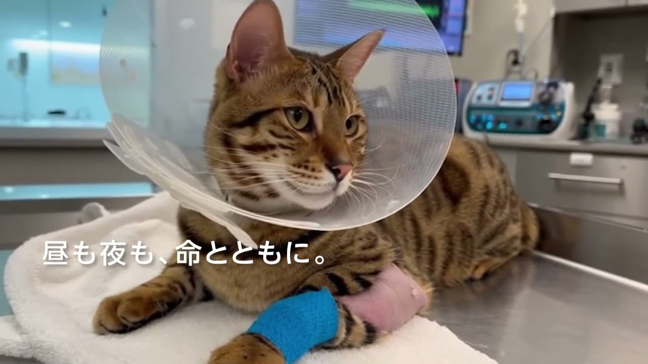 JARVISどうぶつ医療センターTokyo』、11月1日より夜間救急を開始