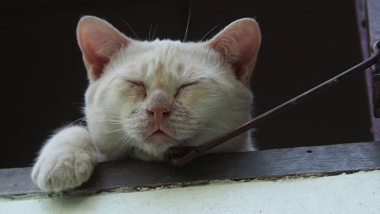 小猫症とは ちょっと変わってる我が家の モチ もしかして 奇跡の猫 かも 小猫症とは ちょっと変わってる我が家の モチ もしかして 奇跡の猫 かも