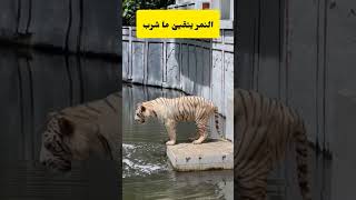 اغرب اعمال الحيوانات في العالم عجائب وغرائب |tiger