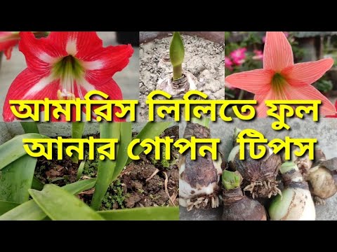 ভিডিও: Hippeastrum: ফুল ফোটার পরে বাড়ির যত্ন, ট্রান্সপ্ল্যান্টিং, টপ ড্রেসিং