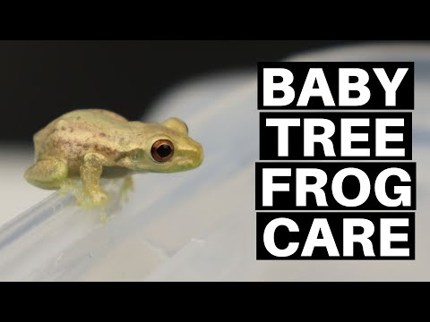 Baby Tree Frog Care Guide And Setup - Benjamin's Exotics 
