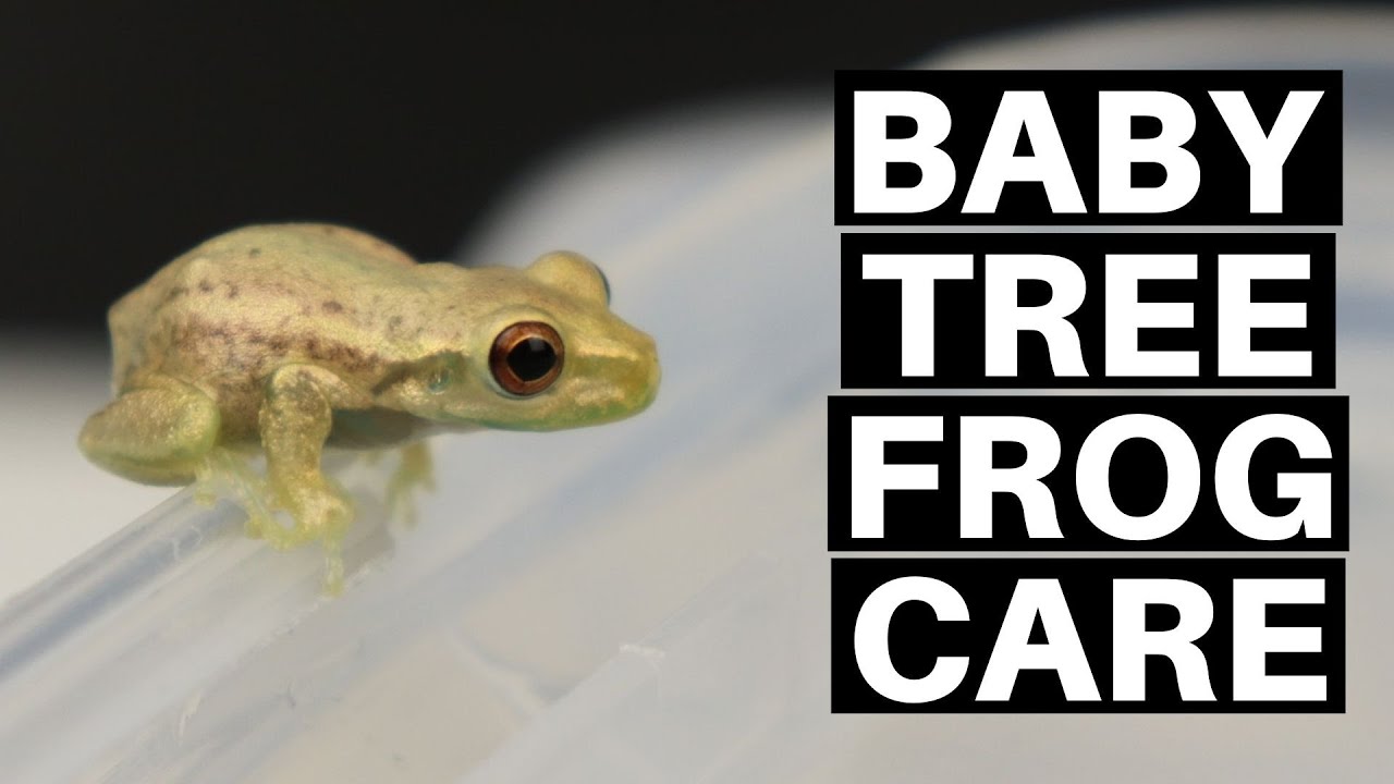 Baby Tree Frog Care Guide And Setup - Benjamin'S Exotics - Youtube