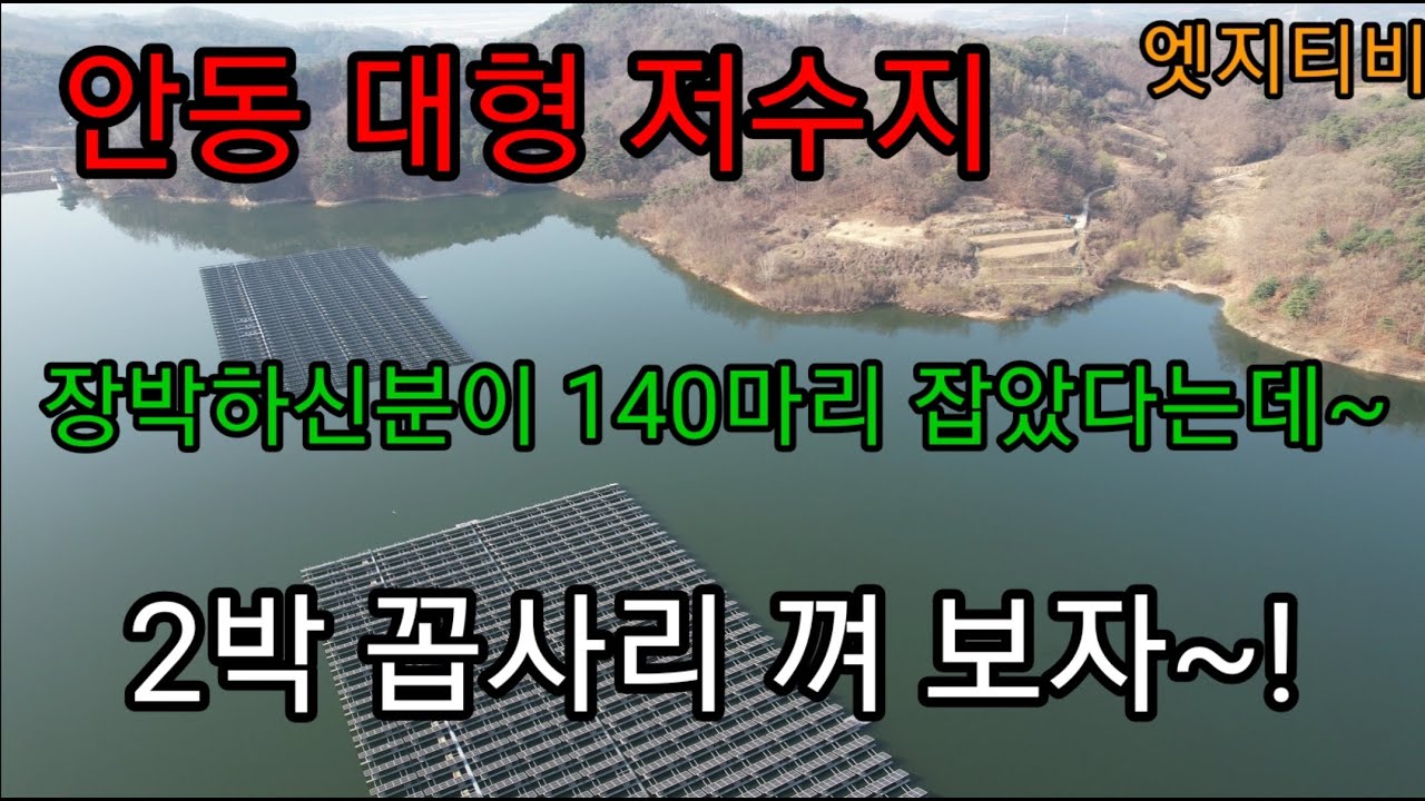 안동 만운저수지 대물들이 득실거린다 / 장박 하시는분 140마리 잡았다는데