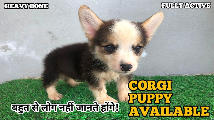 Corgi puppies for sale colorado springs