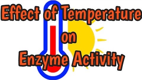 Effect of Temperature on enzyme activity || Heat denaturation || Optimum temperature