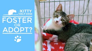 When is Fostering a Cat Better Than Adopting?