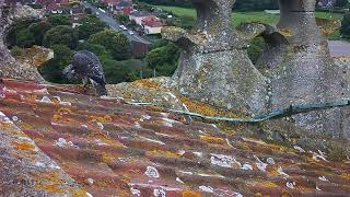 3rd June 2024 Feed by Cromer Peregrines 227 views 1 day ago 4 minutes, 57 seconds