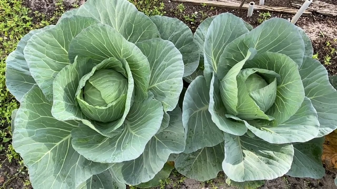 Winter vegetables in my backyard Zone 9b/broccoli/cauliflower/cabbage