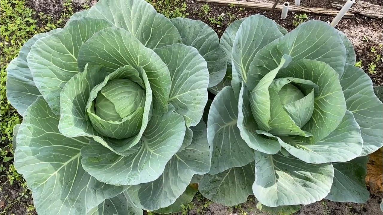 Winter vegetables in my backyard Zone 9b/broccoli/cauliflower/cabbage