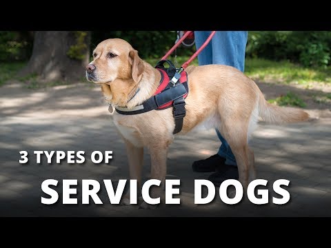 Video: MS Service Dogs: Bagaimana Sistem Pendukung Berbulu Bisa Menjadi Manfaat Besar