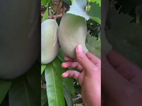 شجرة المنجو كل سنه ممدوح الحربي الجوف اكسبلور   