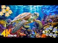 Ocean 4K - Sea Animals for Relaxation, Beautiful Coral Reef Fish in Aquarium (4K Video Ultra HD) #60