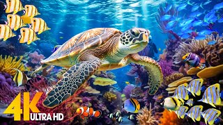 Ocean 4K - Sea Animals for Relaxation, Beautiful Coral Reef Fish in Aquarium (4K Video Ultra HD) #60