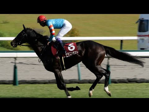 [Kobe Shimbun] Paddock - Warm-up: Yamanin Zest, ridden by Yutaka Take, won the right to run, whil...
