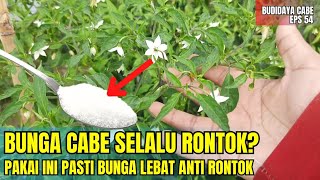 CARA MENCEGAH RONTOK BUNGA PADA TANAMAN CABE