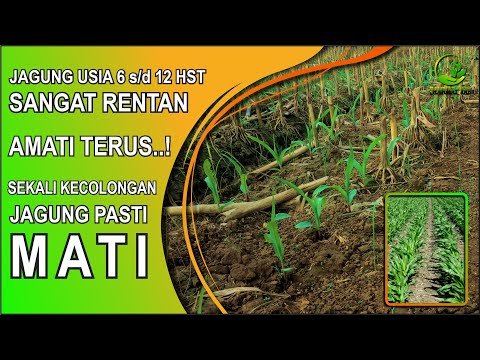 Tanaman Jagung Yang Masih Kecil