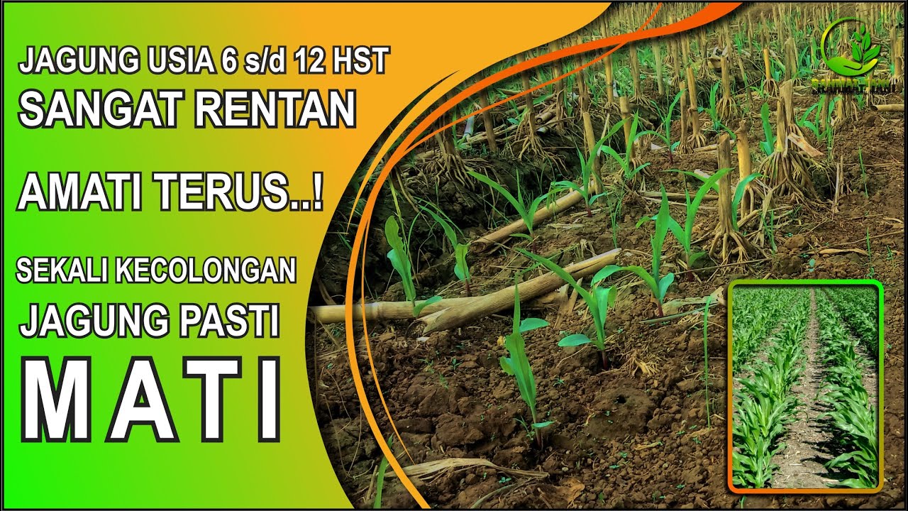 PERAWATAN JAGUNG SAAT MASIH KECIL | USIA 6 SAMPAI 12 HST