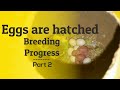 Budgies Breeding progress part 2