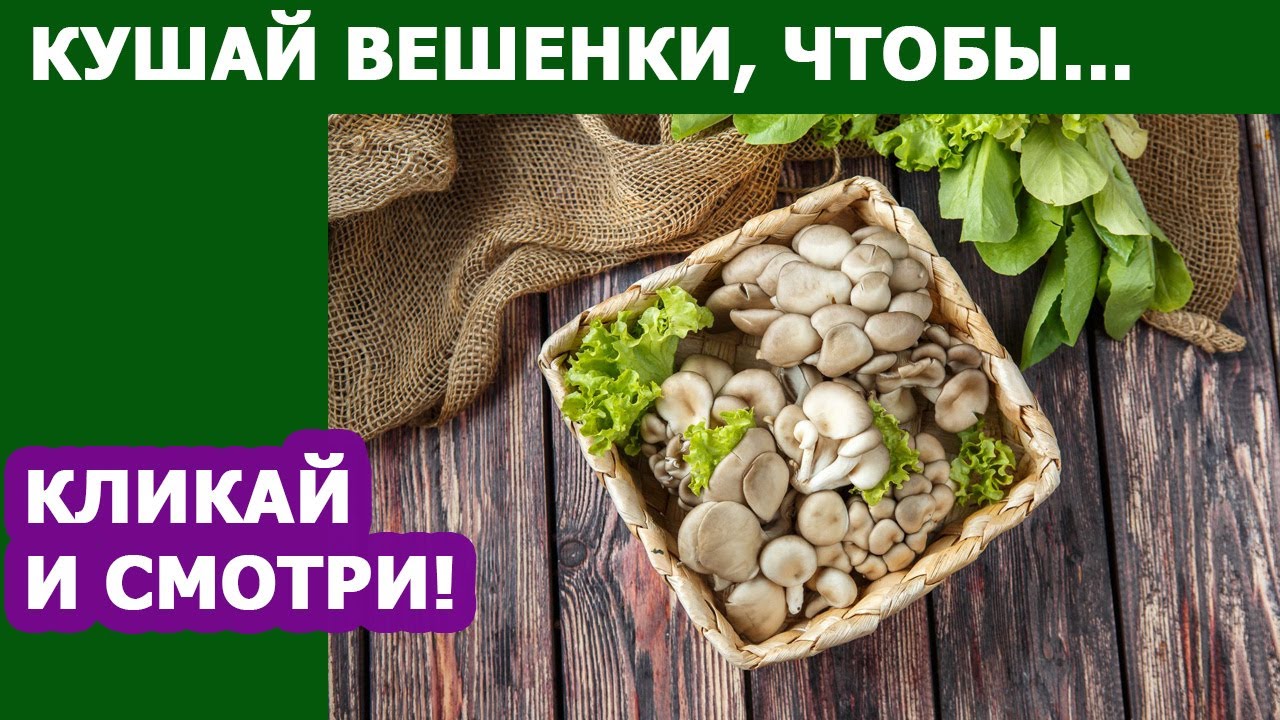 Грибы ВЕШЕНКИ полезные свойства . Удивительные факты и исследования