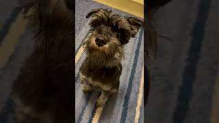 Missed me?? I’m Backkkk… #schnauzer #puppy #dog