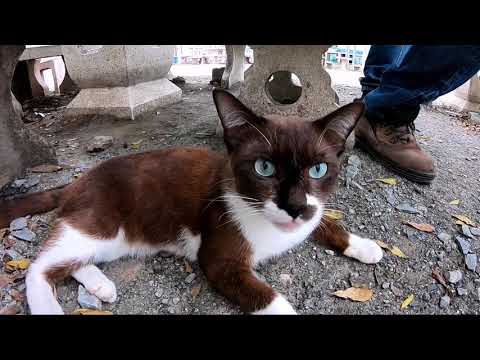 แมวสีน้ำตาลขาวสวยๆแมวไม่มีเจ้าของนะ Cute Brown Cat