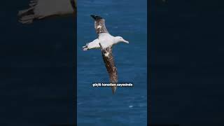 Tuzlu Suyu Filtreleyerek Okyanusu Aşabilen Mükemmel Canlı | Albatros Resimi