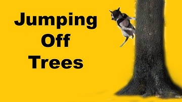 Bouncing off trees- clicker dog training