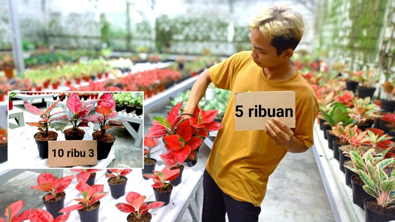 OBRAL AGLONEMA 5 RIBUAN❗Pusat Tanaman Hias