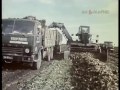 1987 год. Уборка сахарной свёклы в Белгородской области.