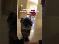 16yr old dog goes on a run🐾 #dogshorts #exercise #dogs