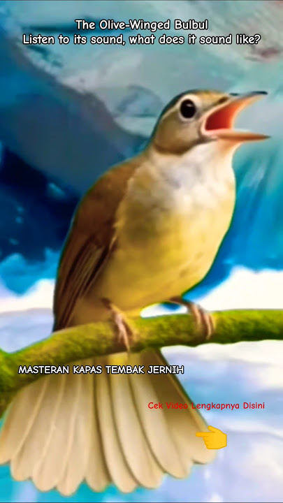 Bird or Gun? Olive-winged Bulbul’s Call Sounds Like AK-47 Fire !!! - Masteran Kapas Tembak Jernih