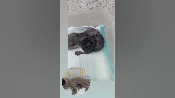 Watch the video about #cat #kucing #bsh #britishshorthair #kitten #anakkucing