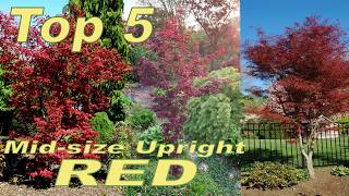 Top 5 Midsize Upright Red Japanese Maples | Stunning Picks for Your Garden!