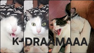 K Drama 🤣 Kunjunni Drama episode #funnycat