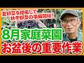家庭菜園や農園の秋冬野菜栽培は8月お盆後に準備開始!夏野菜の撤去タイミングと秋冬野菜の育て方!【農家直伝】