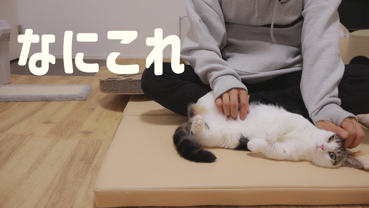 家族がトイレに起きたことを察知する猫が可愛いすぎた