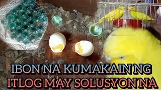 Ibon Na Kumakain Ng Itlog May Solusyon Na